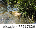 川のせせらぎ 77917829