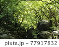 夏の渓谷 77917832