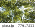 竹林を見上げる 77917833