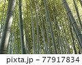 夏の竹林 77917834