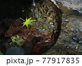 水に浮かぶ紅葉 77917835