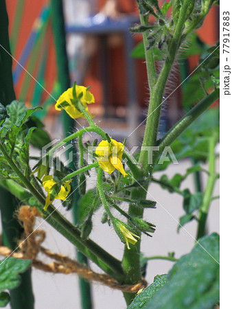 ミニトマト プチトマト ミニトマト プチトマト 77917883