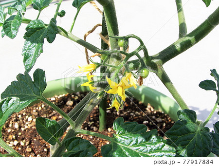 ミニトマト プチトマト ミニトマト プチトマト 77917884