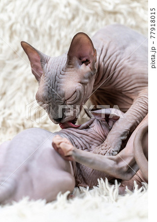 Mother Canadian Sphynx Cat carefully licks kitten with her tongue while feeding little cat with breast milk 77918015