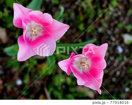 二輪のピンクのチューリップの花 77918016