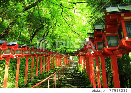 新緑の貴船神社　 77918051