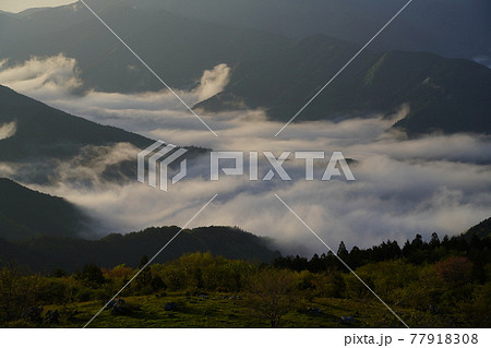 朝霧に包まれた西予の山々 朝霧に包まれた西予の山々 77918308