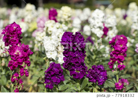 紫色のストックの花が咲いています。学名はMatthiola incanaです。 紫色のストックの花が咲いています。学名はMatthiola incanaです。 77918332