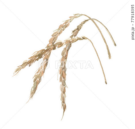 スペルト小麦 77918395