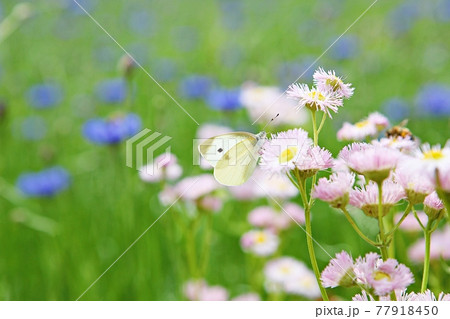 花びら 昆虫 蝶 77918450
