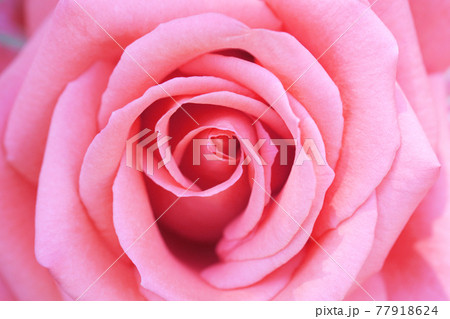薔薇919- 薔薇919- 77918624