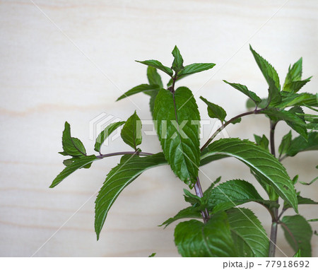 peppermint plant (Mentha piperita) 77918692