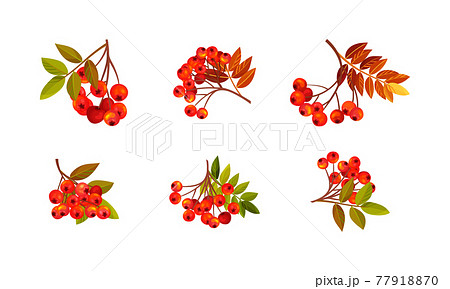 Rowan Branches with Berry Clusters and Pinnate Leaves Vector Set Rowan Branches with Berry Clusters and Pinnate Leaves Vector Set 77918870