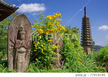 ヤマブキの花が咲くコスモス寺 般若寺 ヤマブキの花が咲くコスモス寺 般若寺 77919190