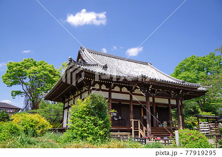 ヤマブキの花が咲くコスモス寺 般若寺 ヤマブキの花が咲くコスモス寺 般若寺 77919295