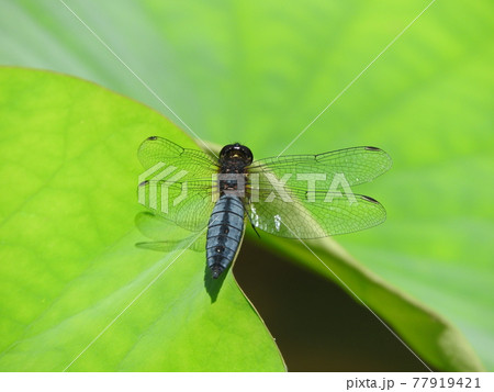 ハラビロトンボのオス ハラビロトンボのオス 77919421