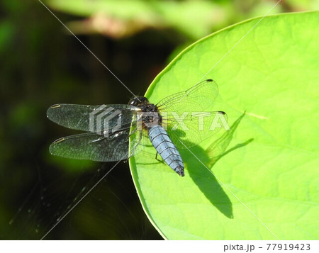 ハラビロトンボのオス ハラビロトンボのオス 77919423