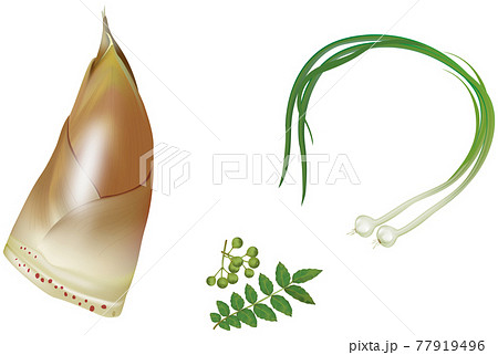 野菜イラスト_タケノコ_サンショウ_ノビル 77919496