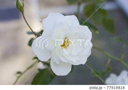 薔薇園に白い薔薇の花が咲いています。このバラの名前はアイスバーグ（シュネーヴィッチェン）です。 77919816