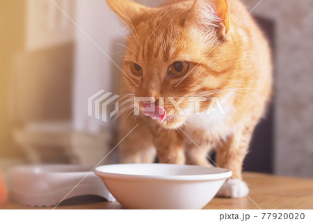 Ginger cat licks over bowl of milk. Ginger cat licks over bowl of milk. 77920020