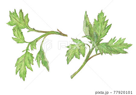 よもぎ 山菜 水彩色えんぴつ画のイラスト素材