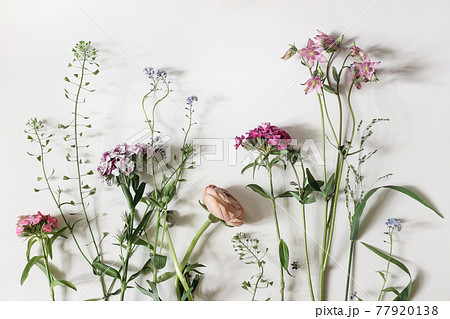 Garden and wild meadow flowers. Floral banner. Shepherd's purse, dianthus, buttercup and aquilegia plants isolated on white table background. Decorative natural border. Flat lay, top view. 77920138