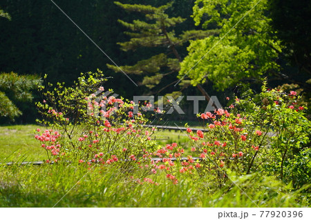 初夏の黒沢湿原の木道 77920396