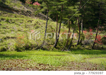 初夏の黒沢湿原 77920397