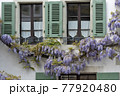 Blossoming wistaria branch in spring on a house in old city of Nyon, canton of Vaud in Switzerland 77920480