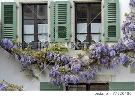 Blossoming wistaria branch in spring on a house in old city of Nyon, canton of Vaud in Switzerland 77920480