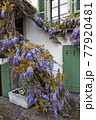 Blossoming wistaria branch in spring on a house in old city of Nyon, canton of Vaud in Switzerland 77920481