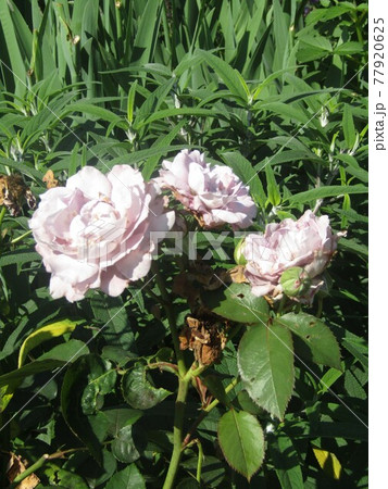 初夏を彩る白色いバラの花 77920625