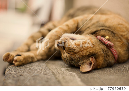 猫の街　谷根千 77920639