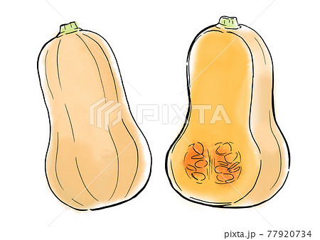 食べ物　イラスト　バターナッツ 77920734