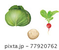 野菜イラスト_キャベツ_じゃがいも_ラディッシュ_ 77920762