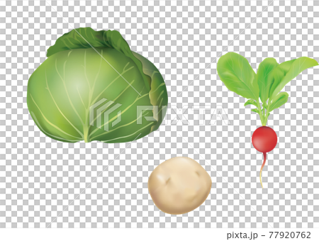 蔬菜插圖_捲心菜_土豆_蘿蔔_ 蔬菜插圖_捲心菜_土豆_蘿蔔_ 77920762