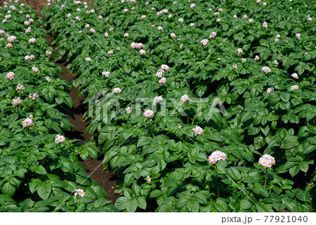 ジャガイモ畑 77921040