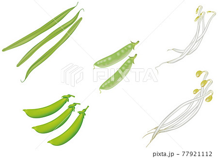 野菜イラスト_インゲン_スナップエンドウ_絹さや_豆もやし_もやし 77921112