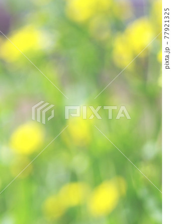 菜の花の背景 菜の花の背景 77921325