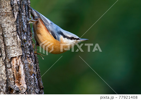 Cute eurasian nuthatch climbing down the tree in the green summer forest Cute eurasian nuthatch climbing down the tree in the green summer forest 77921408