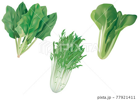 野菜イラスト ホウレンソウ 水菜 小松菜のイラスト素材