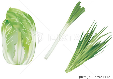 野菜イラスト 白菜 白ネギ ニラのイラスト素材