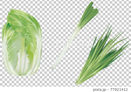 野菜イラスト_白菜_白ネギ_ニラ 77921412