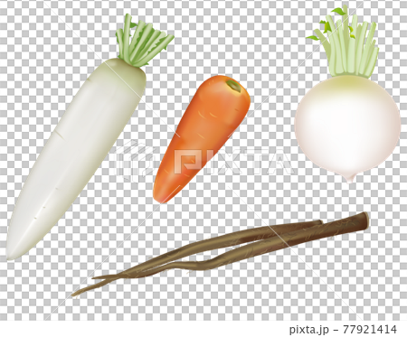 Vegetable illustration _ radish _ carrot _ Shogoin radish 77921414