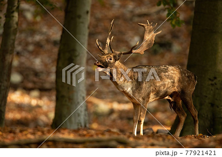 Dominant fallow deer roaring in sunlit forest during rutting season in autumn Dominant fallow deer roaring in sunlit forest during rutting season in autumn 77921421
