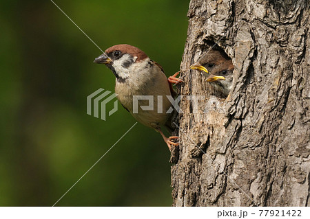 Tree sparrow holding on a bark of nesting tree with little chicks peeking out Tree sparrow holding on a bark of nesting tree with little chicks peeking out 77921422
