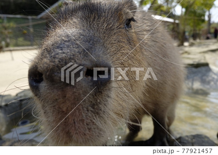 カピバラの正面画像 77921457