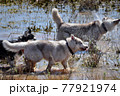 summer camping trip of brave husky dogs off road 77921974
