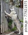 a thoroughbred smart young dog Siberian husky climbs into a blooming cherry orchard through an old wooden fence  77921975