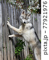 a thoroughbred smart young dog Siberian husky climbs into a blooming cherry orchard through an old wooden fence  77921976